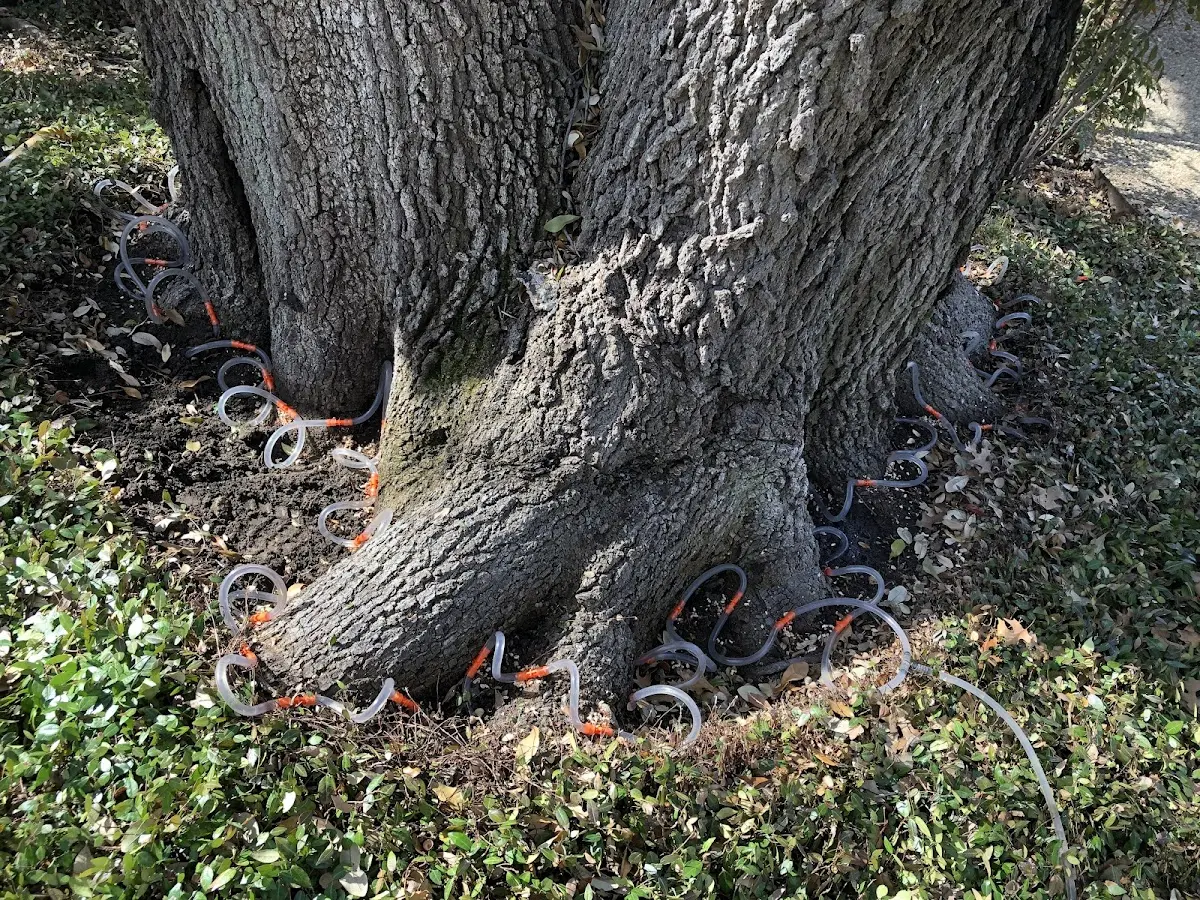 Detailed Tree Cabling and Bracing job site in Port Matilda