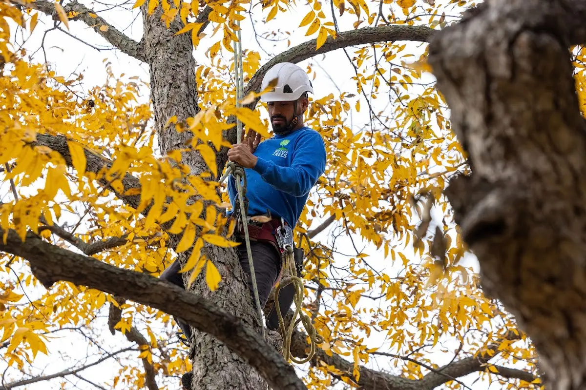 Skilled Tree Planing crew working in Port Matilda