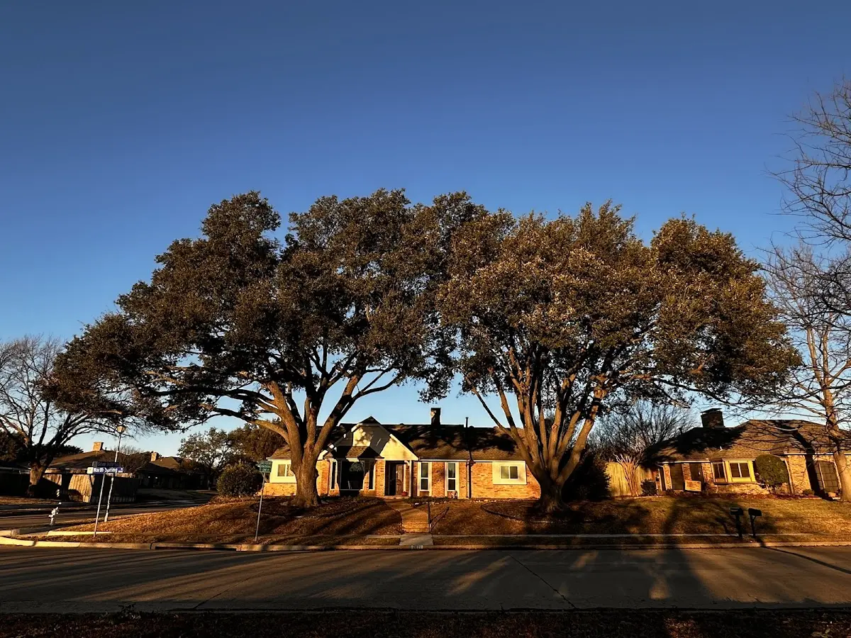 Established residential canopy tree shading a home in Port Matilda